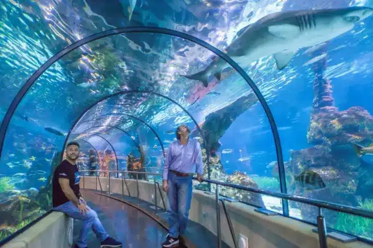 האקווריום בברצלונה-מנהרת כרישים, יצורי ים מרהיבים וחוויה תת־ימית שלא שוכחים.-WeWalk Tours